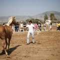 Castellón, doma caballos en Hípica Castellón
