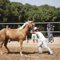 Castellón, doma caballos en Hípica Castellón
