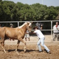 Castellón, doma caballos en Hípica Castellón