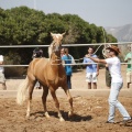 Castellón, doma caballos en Hípica Castellón