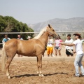 Castellón, doma caballos en Hípica Castellón