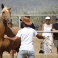 Castellón, doma caballos en Hípica Castellón