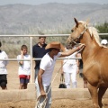 Castellón, doma caballos en Hípica Castellón