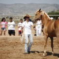 Castellón, doma caballos en Hípica Castellón
