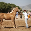 Castellón, doma caballos en Hípica Castellón