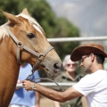 Castellón, doma caballos en Hípica Castellón