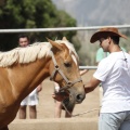 Castellón, doma caballos en Hípica Castellón
