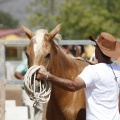 Castellón, doma caballos en Hípica Castellón