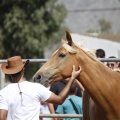 Castellón, doma caballos en Hípica Castellón