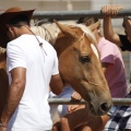 Castellón, doma caballos en Hípica Castellón
