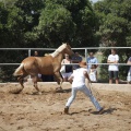 Castellón, doma caballos en Hípica Castellón