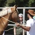 Castellón, doma caballos en Hípica Castellón