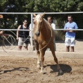 Castellón, doma caballos en Hípica Castellón