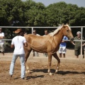 Castellón, doma caballos en Hípica Castellón