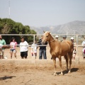 Castellón, doma caballos en Hípica Castellón