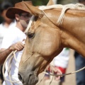 Castellón, doma caballos en Hípica Castellón