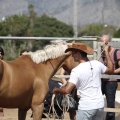 Castellón, doma caballos en Hípica Castellón