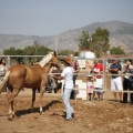 Castellón, doma caballos en Hípica Castellón