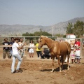 Castellón, doma caballos en Hípica Castellón