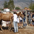 Castellón, doma caballos en Hípica Castellón