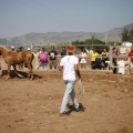 Castellón, doma caballos en Hípica Castellón