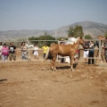 Castellón, doma caballos en Hípica Castellón