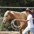 Castellón, doma caballos en Hípica Castellón