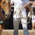 Castellón, doma caballos en Hípica Castellón