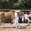 Castellón, doma caballos en Hípica Castellón