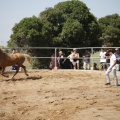 Castellón, doma caballos en Hípica Castellón