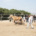 Castellón, doma caballos en Hípica Castellón
