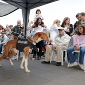 Festival de la Adopción