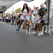 Festival de la Adopción