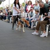 Festival de la Adopción