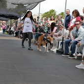 Festival de la Adopción