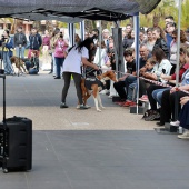 Festival de la Adopción