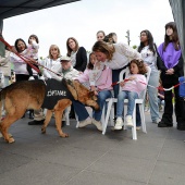 Festival de la Adopción