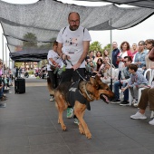 Festival de la Adopción