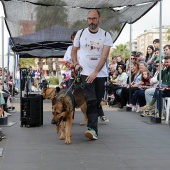 Festival de la Adopción