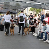 Festival de la Adopción