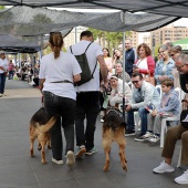 Festival de la Adopción