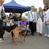 Festival de la Adopción