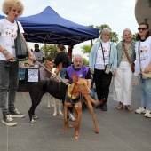 Festival de la Adopción