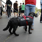 Festival de la Adopción