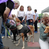 Festival de la Adopción