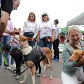 Festival de la Adopción