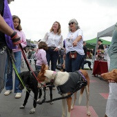 Festival de la Adopción