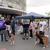 Festival de la Adopción