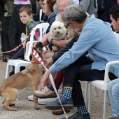 Festival de la Adopción