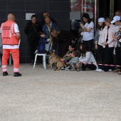 Festival de la Adopción